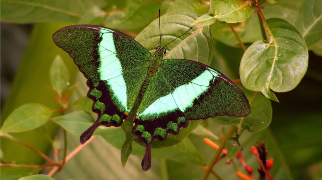 Vlinderparadijs Papiliorama